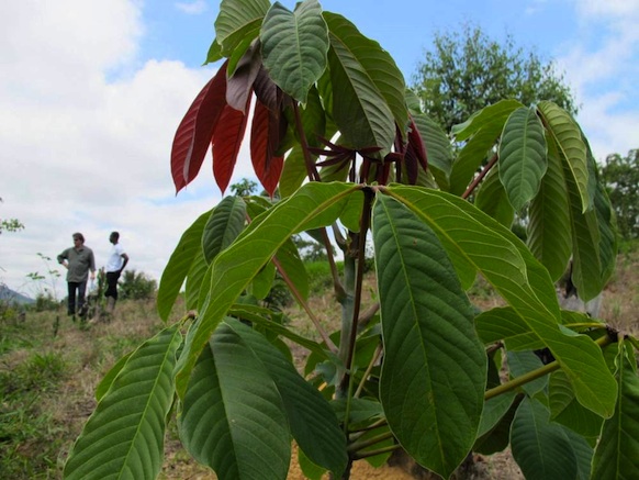 Ipê Amarelo tree, 2 years after being planted.