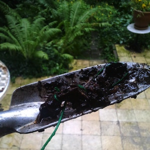 Retrieving foil 12 from the home compost barrel with a small spade.